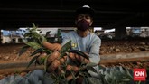 Kebun Sayuran Beton Petugas PPSU menyiram sayur yang ditanam di bawah jalan tol Becakayu, Jakarta. Minggu 13 Juni 2020. CNN Indonesia/Adhi Wicaksono