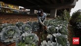 Kebun Sayuran Beton Petugas PPSU menyiram sayur yang ditanam di bawah jalan tol Becakayu, Jakarta. Minggu 13 Juni 2020. CNN Indonesia/Adhi Wicaksono