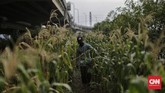 Kebun Sayuran Beton Petugas PPSU menyiram sayur yang ditanam di bawah jalan tol Becakayu, Jakarta. Minggu 13 Juni 2020. CNN Indonesia/Adhi Wicaksono