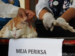 3 Penyakit yang Bisa Menular dari Hewan Peliharaan, Wajib Waspada!