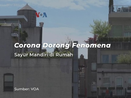 Corona Dorong Fenomena Sayur Mandiri di Rumah