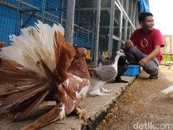 Dari Hobi, Remaja di Maros Bangun Bisnis Merpati Hias Buat Biaya Kuliah