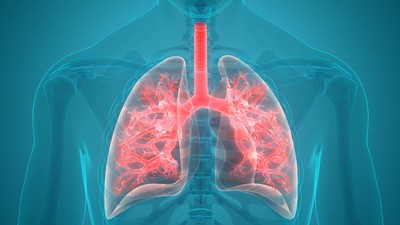 Ahli Buat Paru-paru Mini untuk Pelajari Dampak Covid-19