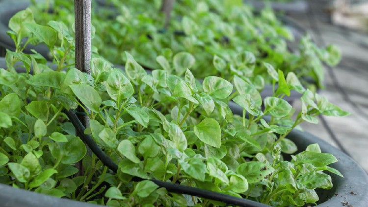 tanam bayam Fresh Green vegetable Brazilian spinach also known as Sissoo spinach or Samba lettuce plant growing in garden for cooking healthy food concept.