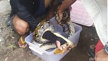 img-title Ngeri, Lama Tak Digunakan Ruang Kelas Jadi Sarang Ular Piton