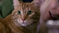 Bob, Kucing di Buku-Film A Street Cat Named Bob Mati