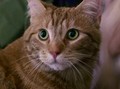 Bob, Kucing di Buku-Film A Street Cat Named Bob Mati