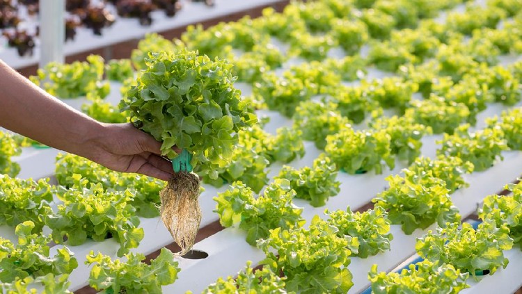 Hydroponics method of growing plants using mineral nutrient solutions, in water, without soil. Close up planting hand Hydroponics plant