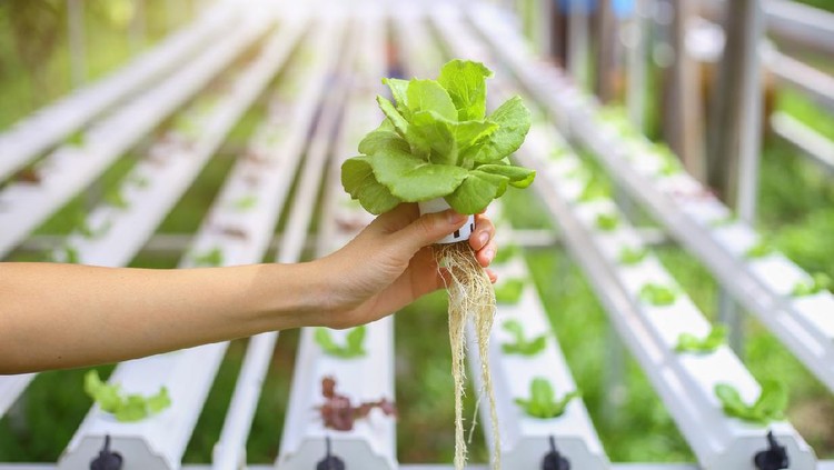 Hydroponics method of growing plants using mineral nutrient solutions, in water, without soil. Close up planting hand Hydroponics plant
