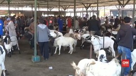 VIDEO: Pasar Hewan Abaikan Protokol Kesehatan