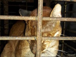 BKSDA Bukittinggi Catat Sudah Ada 3 Kucing Emas yang Mati Sejak 2019