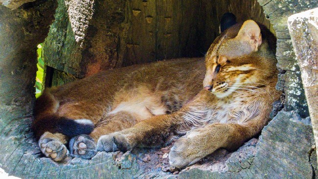 Asian Golden Cat Portrait