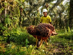 Ini Dampak COVID-19 Bagi Petani Sawit Independen RSPO