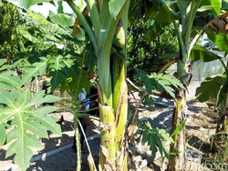 Pohon-pohon Pisang di Boyolali Ini Batang dan Tandannya Bercabang