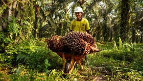 30 Pekebun Swadaya Sumsel Raih Sertifikasi Standar Baru RSPO