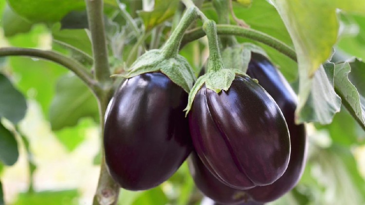 terong Ripe purple eggplants growing in the vegetable garden. Shallow depth of field, selective focus.