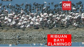 VIDEO: Ribuan Bayi Flamingo Sesaki Taman Suaka di Turki