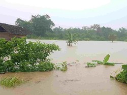 362 Hektare Sawah Rusak Akibat Banjir di Morowali Utara