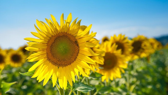Landscape with sunflowers in summer