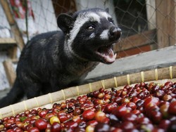 Mahal, Kopi Luwak Kurang Diminati di Selandia Baru