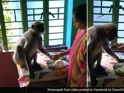 Mirip Manusia, 5 Aksi Monyet Makan Sampai Diet Ini Jadi Viral