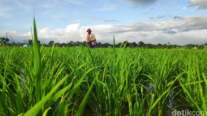 Petani di Maros Sulsel telat memupuk padi karena pupuk subsidi langka (Bakrie-detikcom).