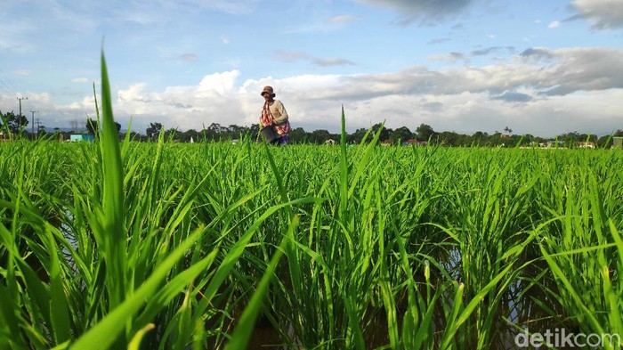 Petani di Maros Sulsel telat memupuk padi karena pupuk subsidi langka (Bakrie-detikcom). Ternyata Petani Merupakan Sebuah Akronim, Sudah Tahu?