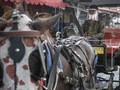 Kusir Bermasker & Sekat Akrilik, New Normal Delman di Yogya