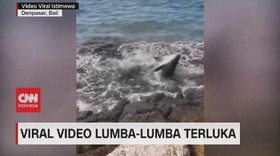 VIDEO: Viral Video Lumba-lumba Terluka di Pantai Bali
