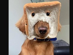 Gemas! Begini Jadinya Kalau Anjing Pakai Topeng Roti Tawar