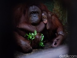 New Normal, Bonbin Banjarnegara Beri Jalur Khusus Wisatawan