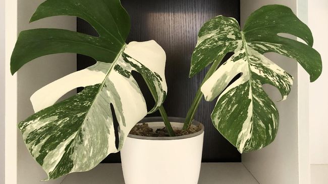 Alasan di Balik Mahalnya Si Cantik Monstera  Ada yang 