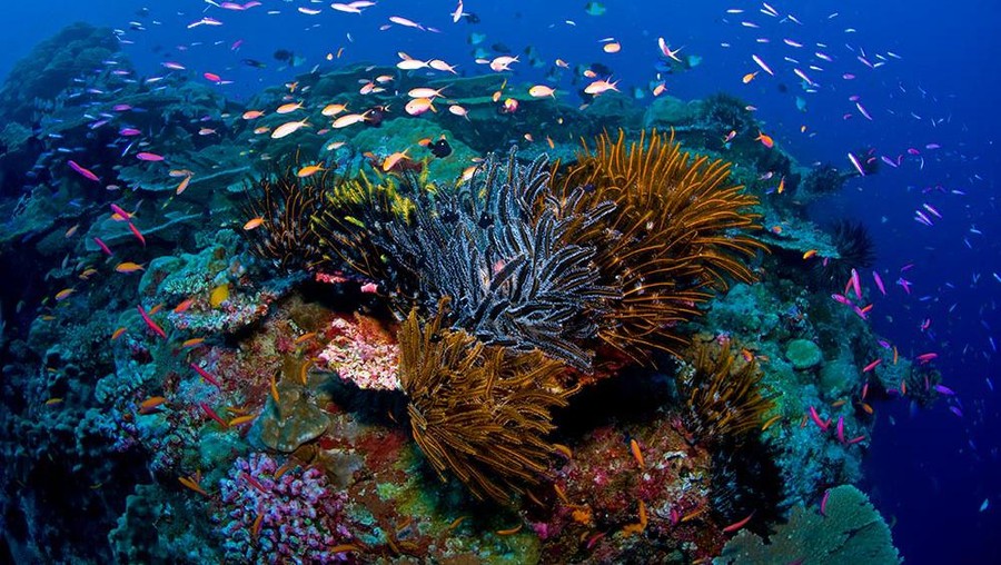 Tempat wisata Christmas Island Tempat wisata Christmas Island