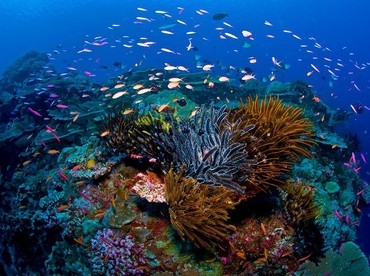 Intip Pulau Christmas Dekat Indonesia, Dihuni Umat Muslim Milik Australia