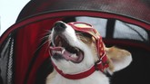 Antusiasme amati gerhana matahari 2020 A dog wears sunglasses as a solar eclipse is seen over the sky in Chiayi City, southwest of Taiwan, Sunday, June 21, 2020. (AP Photo/Chiang Ying-ying)