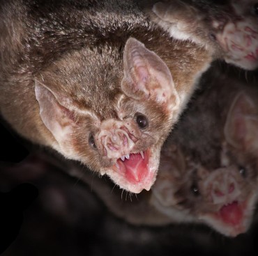 Tak Mau Kalah dari Manusia, Kelelawar Vampir Jaga Jarak Sosial Saat Sakit