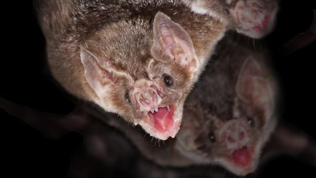 Not wanting to lose to humans, vampire bats maintain social distance when sick