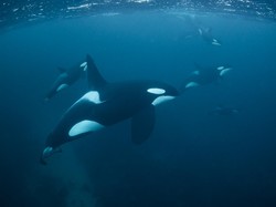 Turis Nekat Loncat ke Arah Orca Berujung Didenda