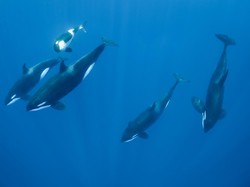 Ini Cerita Orca Bisa Dapat Julukan Paus Pembunuh