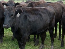 Waduh! Sapi Wagyu Seberat 400 Kg Ini Kabur Saat Akan Dilelang