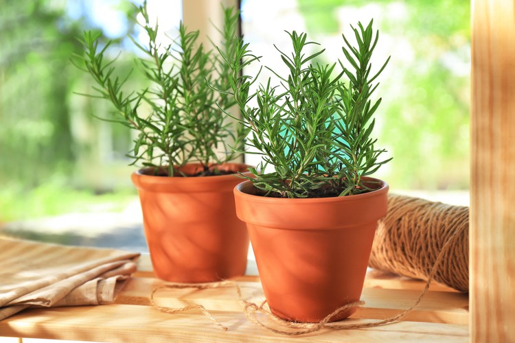Tanaman Rosemary