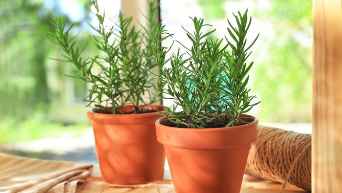 Tanaman Rosemary