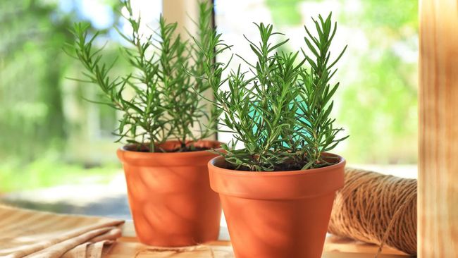 Tips Mudah Menanam Rosemary Dengan Pot Di Dalam Ruangan