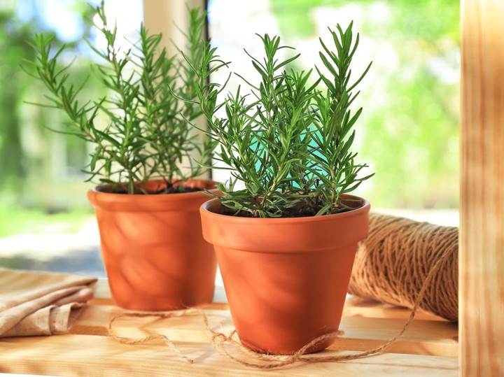 Tips Mudah Menanam Rosemary dengan Pot di Dalam Ruangan, Perhatikan 3 Hal  Dasar