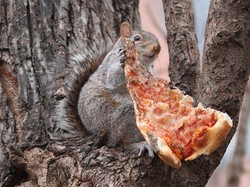 Tupai Liar Ini Panjat Tiang Listrik Sambil Gondol Pizza