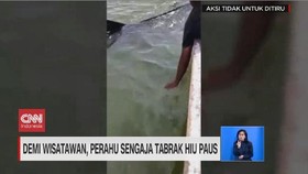 VIDEO: Demi Wisatawan, Perahu Sengaja Tabrak Hiu Paus