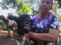 Heboh Kambing Dajjal di Sumedang, Ketua RW: Semoga Pertanda Baik