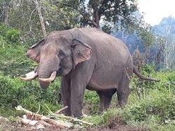 Warga Inhil Riau Diserang Gajah Liar Saat Akan Ambil Foto