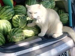 Mau Kerja Diawasi Kucing Jutek Ini?