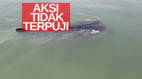 VIDEO: Viral Kapal Nelayan Tabrakan Perahu ke Hiu